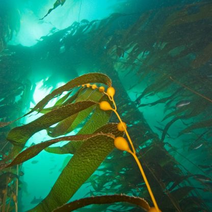 Aqua Minerals and Sea