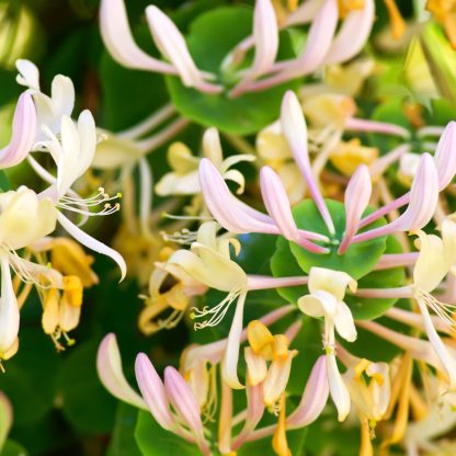 Honeysuckle Shot Pot