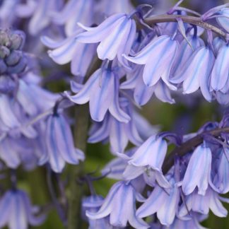 Bluebell Shot Pot