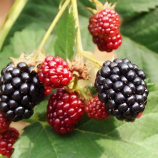 Blackberry Musk Shot Pot