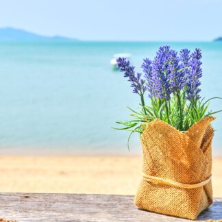 Sea Breeze Shot Pot
